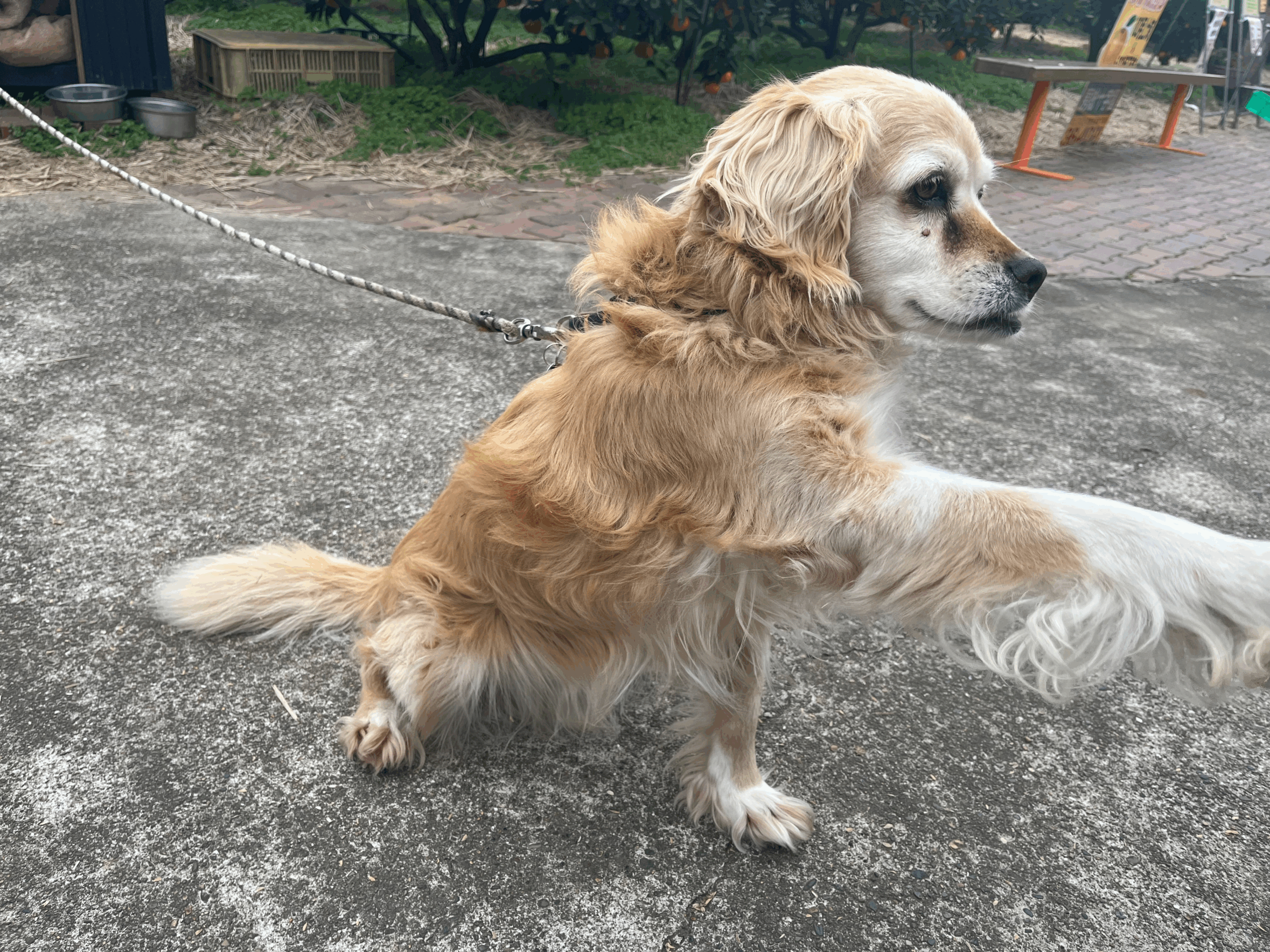 房総十字園で飼育されている犬「ロナウド」の写真