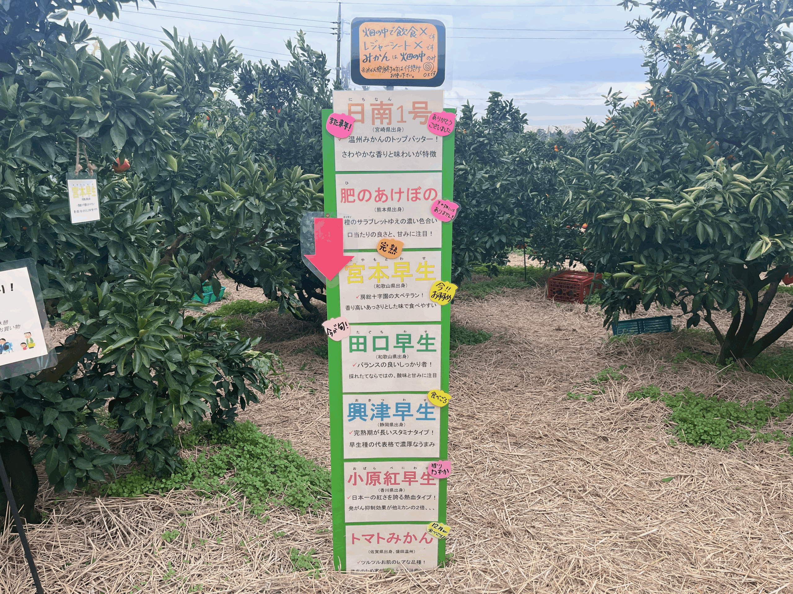 房総十字園にあるみかんの品種