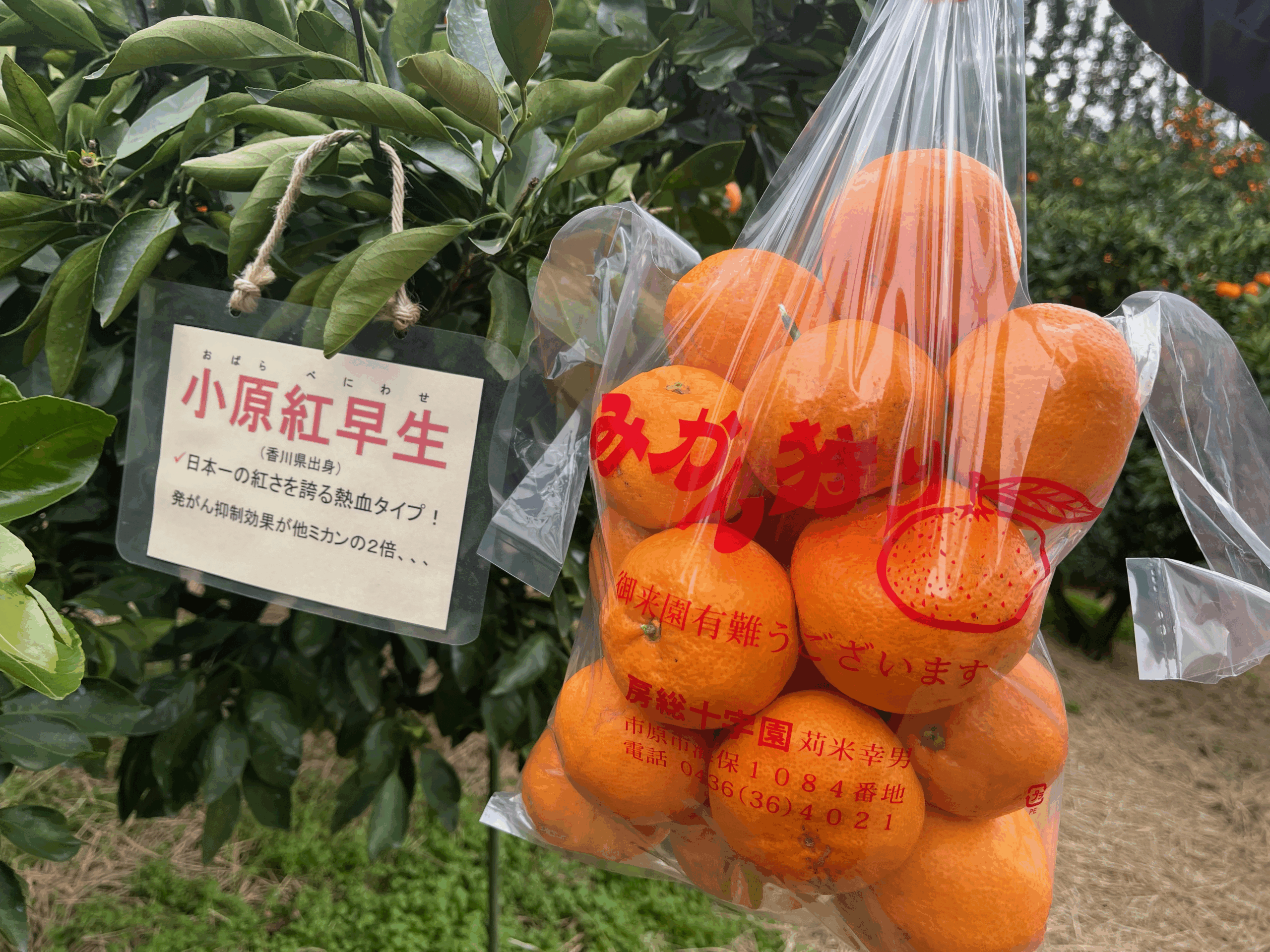 房総十字園のみかん狩りにある品種・小原紅早生（おばべにわせ）