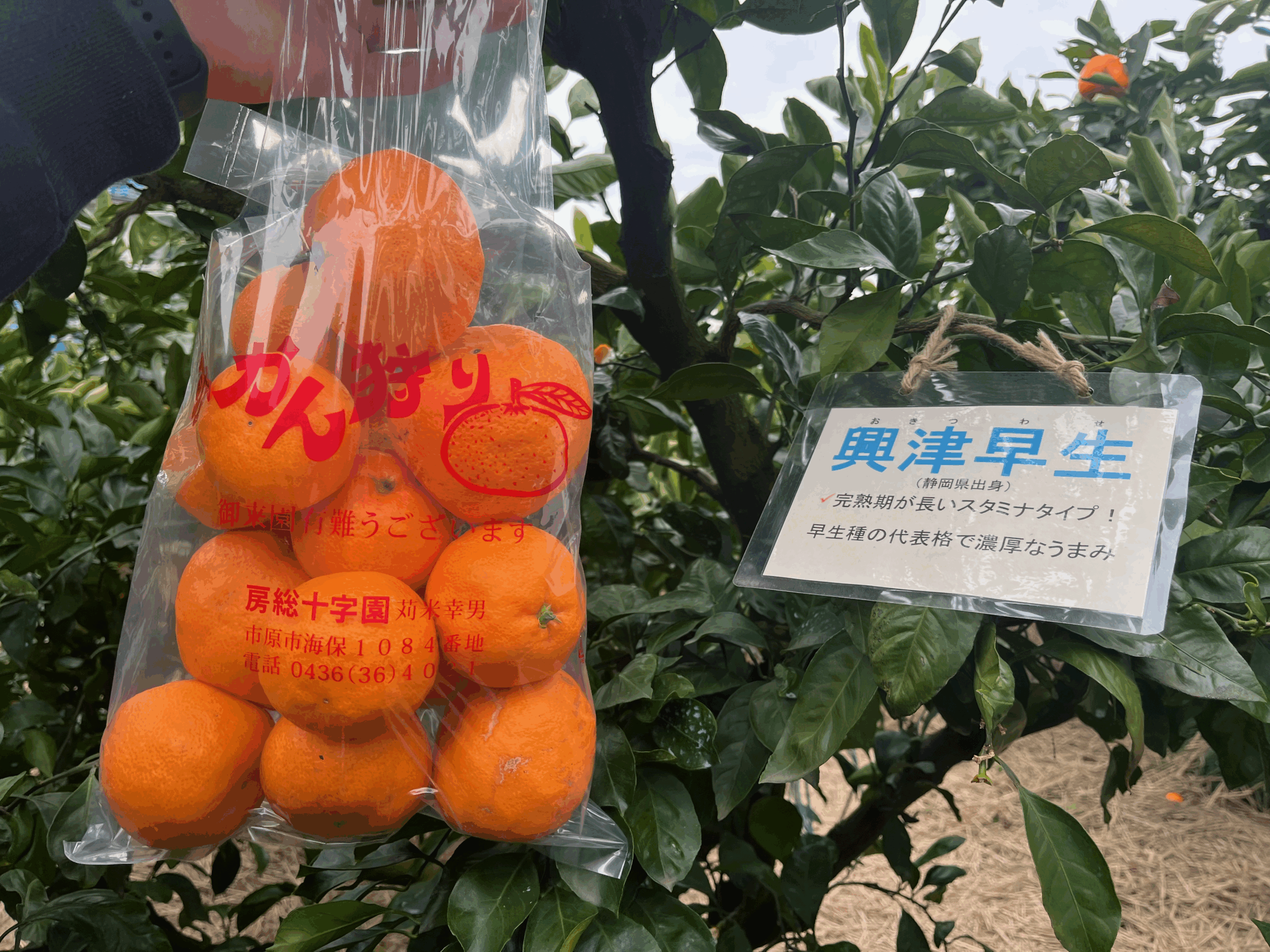 房総十字園のみかん狩りにある品種・興津早生（おきつわせ）