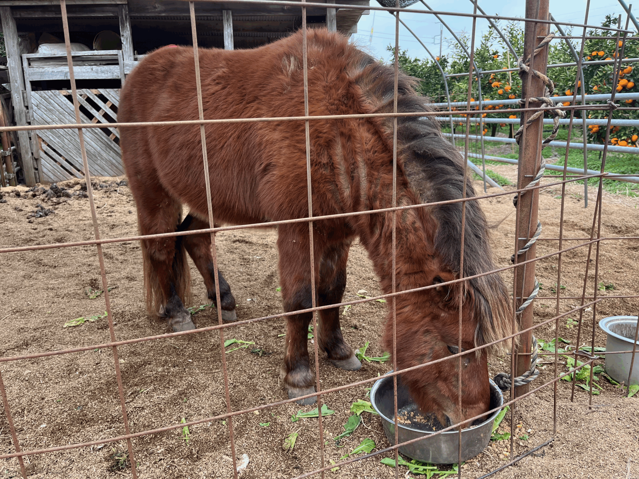 房総十字園で飼育されている馬「ラッキー」の写真