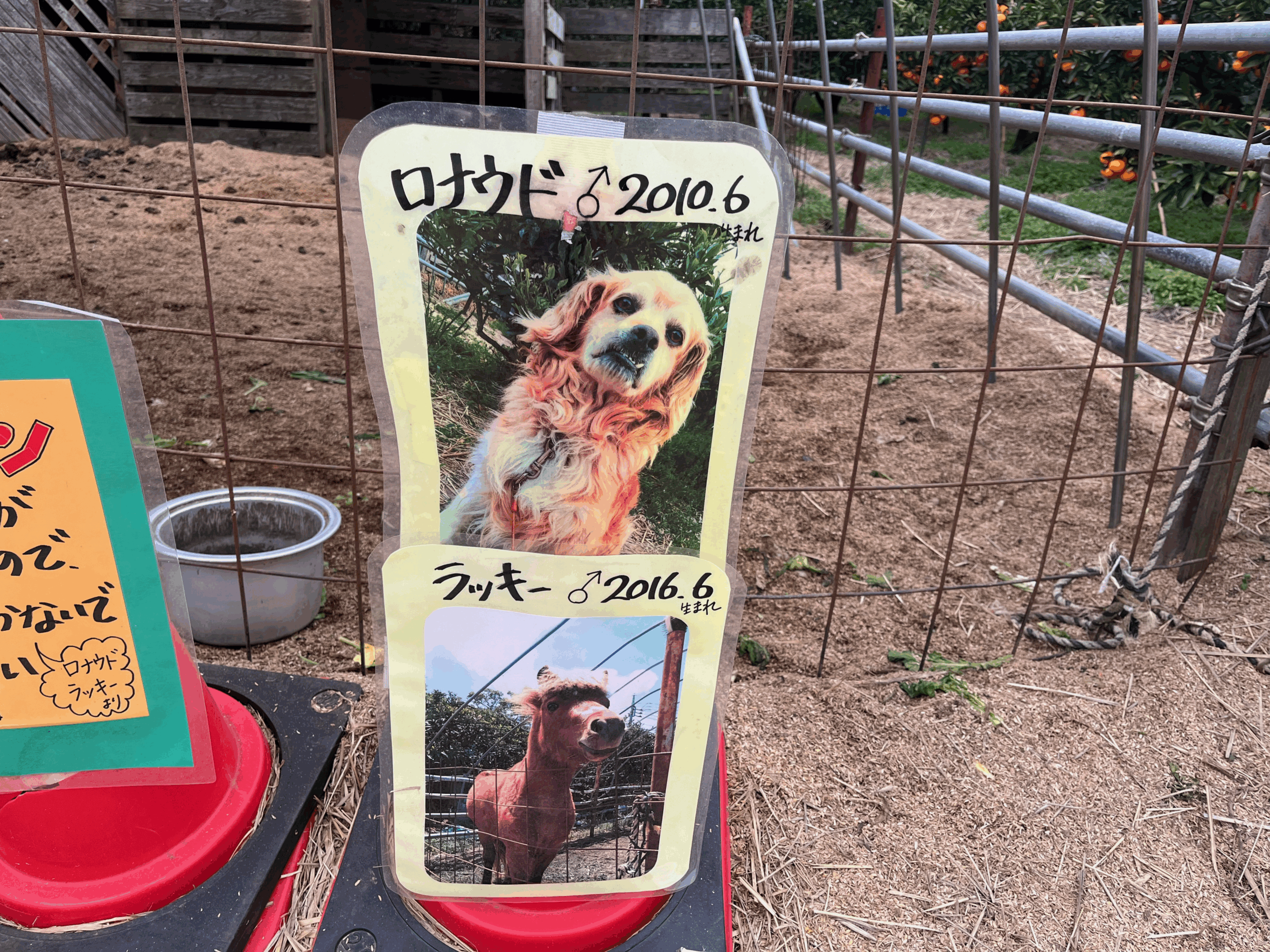 房総十字園で飼育されている犬「ロナウド」と馬「ラッキー」の紹介写真
