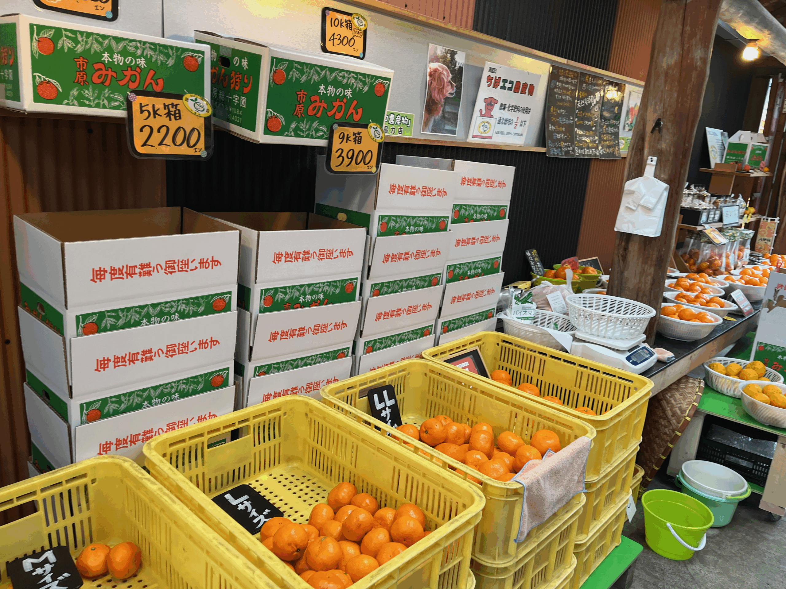 房総十字園で販売されているみかん